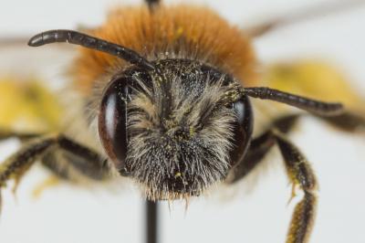  Andrena haemorrhoa (Fabricius, 1781)