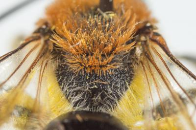  Andrena haemorrhoa (Fabricius, 1781)