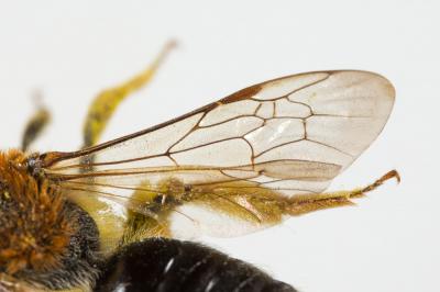  Andrena haemorrhoa (Fabricius, 1781)