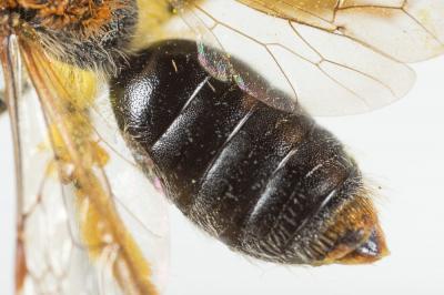  Andrena haemorrhoa (Fabricius, 1781)