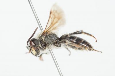  Andrena labialis (Kirby, 1802)