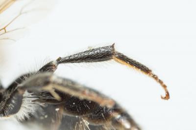  Andrena labialis (Kirby, 1802)