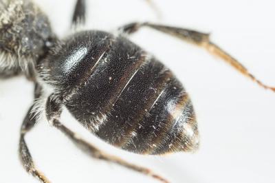 Andrena labialis (Kirby, 1802)