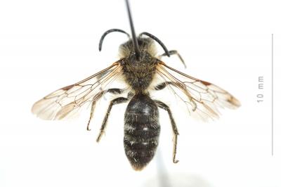  Andrena lagopus Latreille, 1809
