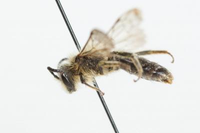  Andrena lagopus Latreille, 1809