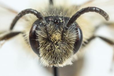  Andrena lagopus Latreille, 1809