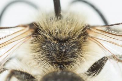 Andrena lagopus Latreille, 1809