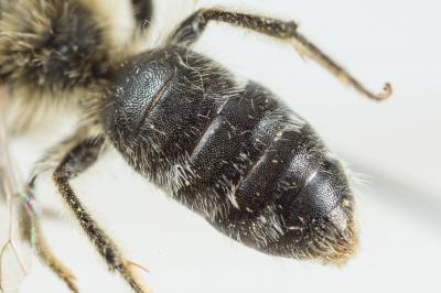  Andrena lagopus Latreille, 1809