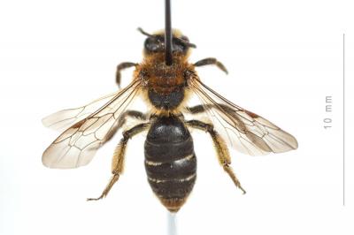  Andrena lagopus Latreille, 1809