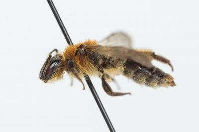  Andrena lagopus Latreille, 1809