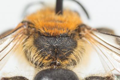  Andrena lagopus Latreille, 1809