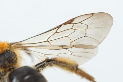  Andrena lagopus Latreille, 1809