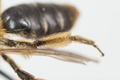  Andrena lagopus Latreille, 1809
