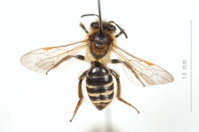  Andrena propinqua Schenck, 1853