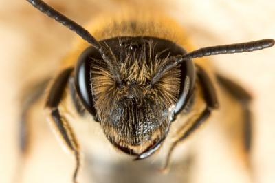 Andrena propinqua Schenck, 1853