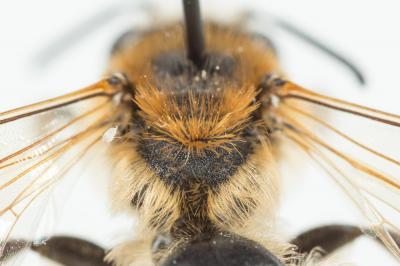  Andrena propinqua Schenck, 1853