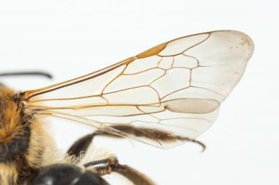  Andrena propinqua Schenck, 1853