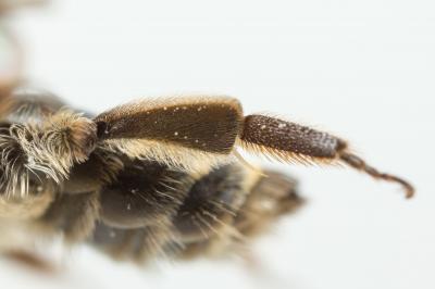  Andrena propinqua Schenck, 1853
