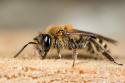  Andrena propinqua Schenck, 1853