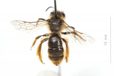  Andrena rhenana Stoeckhert, 1930