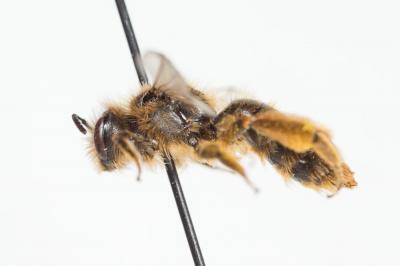 Andrena rhenana Stoeckhert, 1930