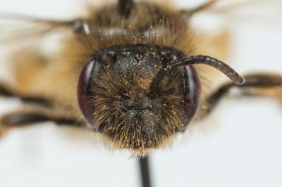  Andrena rhenana Stoeckhert, 1930