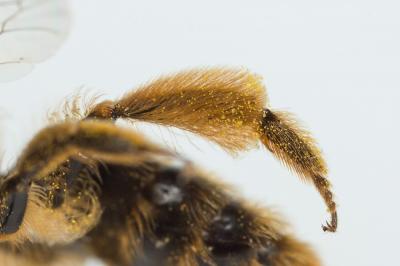  Andrena rhenana Stoeckhert, 1930