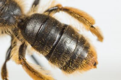  Andrena rhenana Stoeckhert, 1930