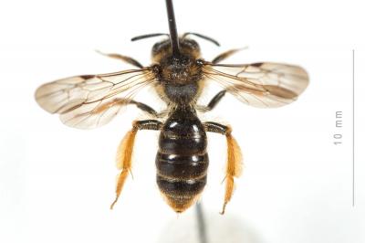  Andrena fulvago (Christ, 1791)