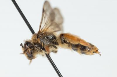  Andrena fulvago (Christ, 1791)