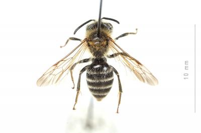  Andrena flavilabris Schenck, 1874