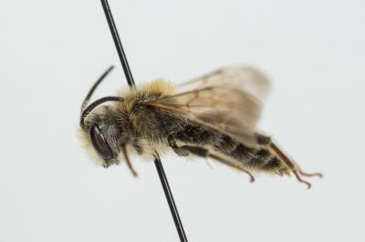  Andrena flavilabris Schenck, 1874