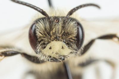  Andrena flavilabris Schenck, 1874