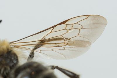  Andrena flavilabris Schenck, 1874