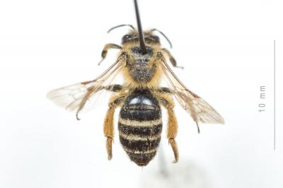  Andrena flavipes Panzer, 1799