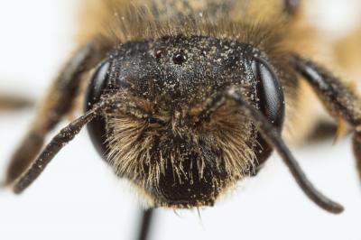  Andrena flavipes Panzer, 1799