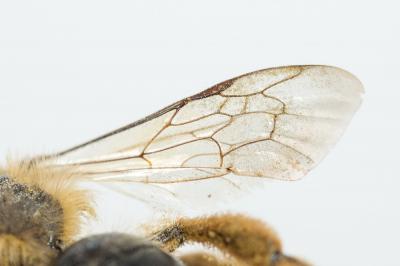  Andrena flavipes Panzer, 1799