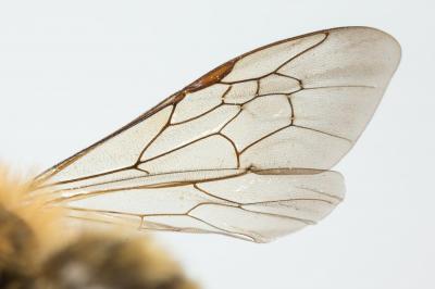  Andrena nigroaenea (Kirby, 1802)