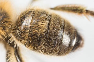  Andrena nigroaenea (Kirby, 1802)