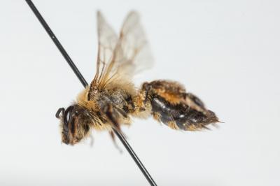  Andrena nigroaenea (Kirby, 1802)