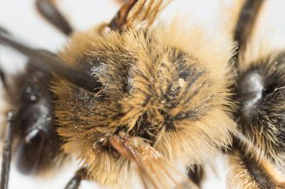  Andrena nigroaenea (Kirby, 1802)