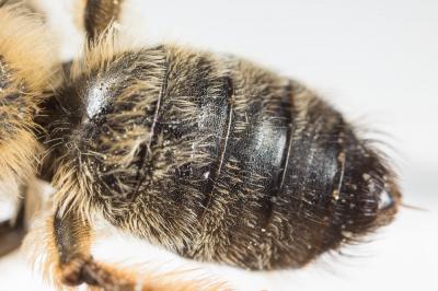  Andrena nigroaenea (Kirby, 1802)