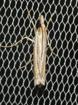  Ancylolomia disparalis Hübner, 1825