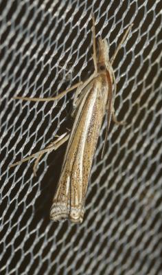  Ancylolomia disparalis Hübner, 1825