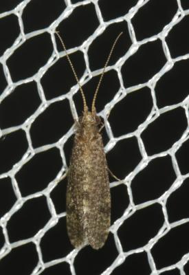  Ecnomus tenellus (Rambur, 1842)