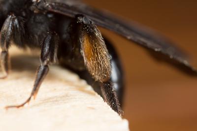  Andrena fuscosa Erichson, 1835