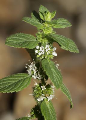 Menthe des champs Mentha arvensis L., 1753