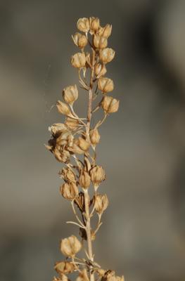 Mouron aquatique, Mouron d'eau Veronica anagallis-aquatica L., 1753