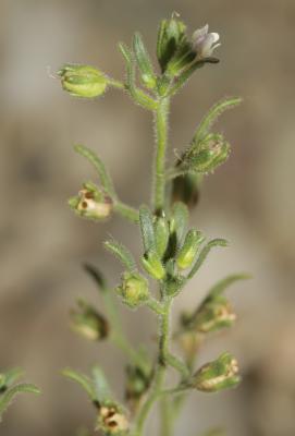 Petite linaire, Petit Chaenorrhinum Chaenorrhinum minus (L.) Lange, 1870