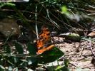 Gamma (Le), Robert-le-diable (Le), C-blanc (Le), D Polygonia c-album (Linnaeus, 1758)